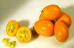 kumquat